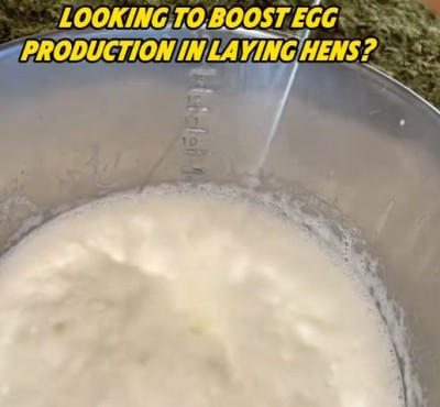 Op zoek naar een verhoging van de productie van eieren in het leggen van kippen?